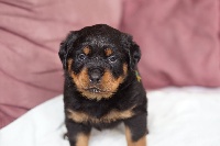 Des Gardiens D'Arae Flaviae - Rottweiler - Portée née le 17/12/2014