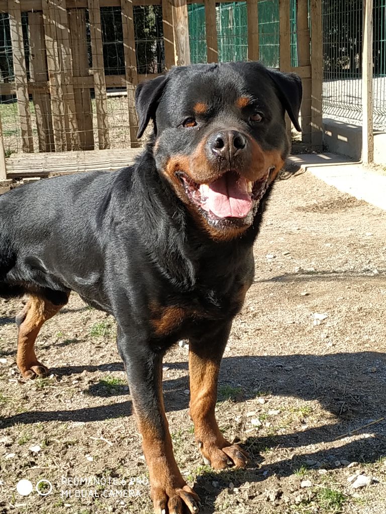 Néo Von der crossener ranch