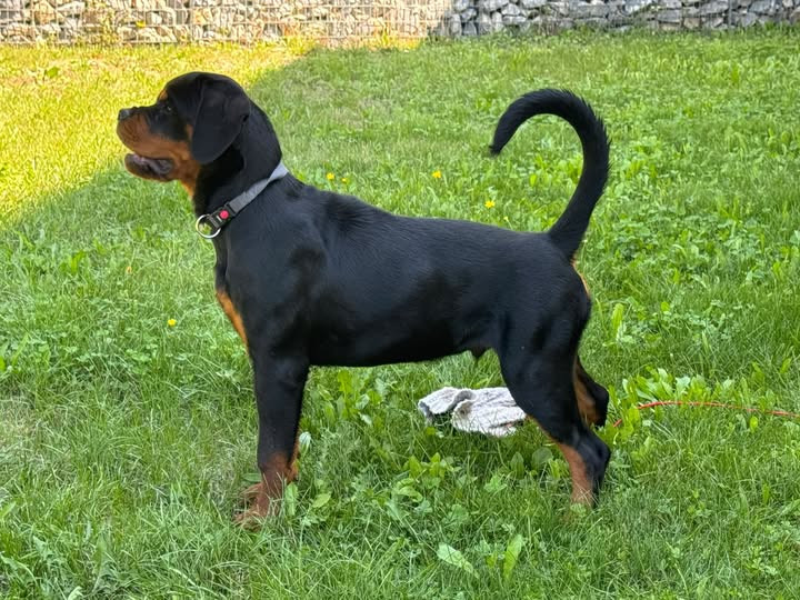Brock des Gardiens d'Araé Flaviaé