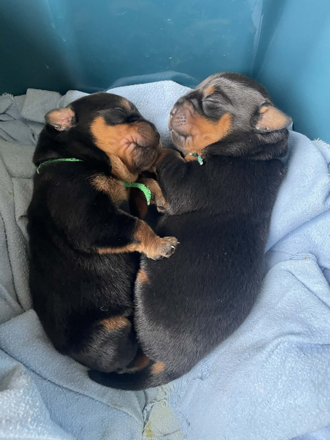 Chiot Rottweiler Des Gardiens D'Arae Flaviae