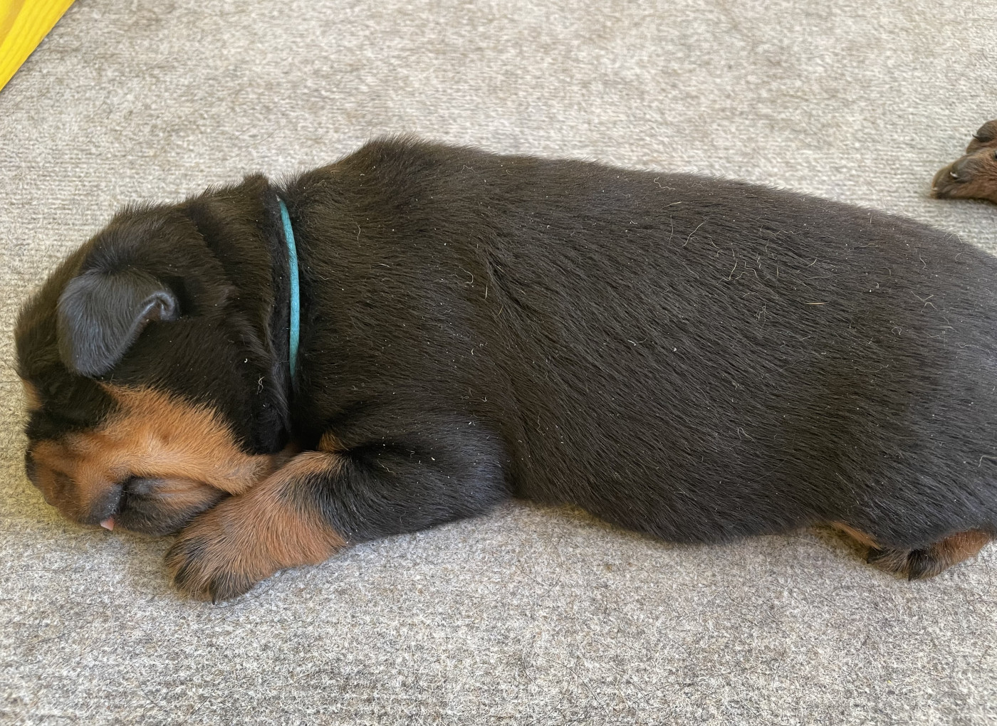 Des Gardiens D'Arae Flaviae - Chiots disponibles - Rottweiler
