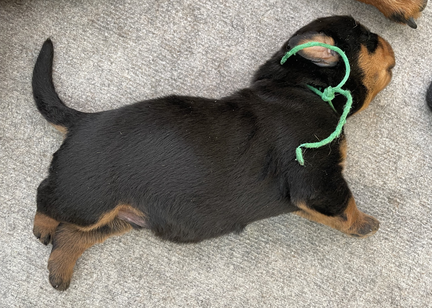Des Gardiens D'Arae Flaviae - Chiots disponibles - Rottweiler