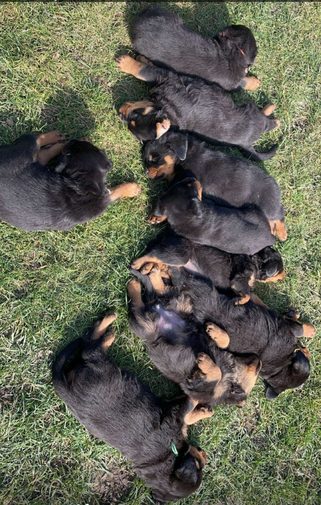 Des Gardiens D'Arae Flaviae - Rottweiler - Portée née le 06/01/2025