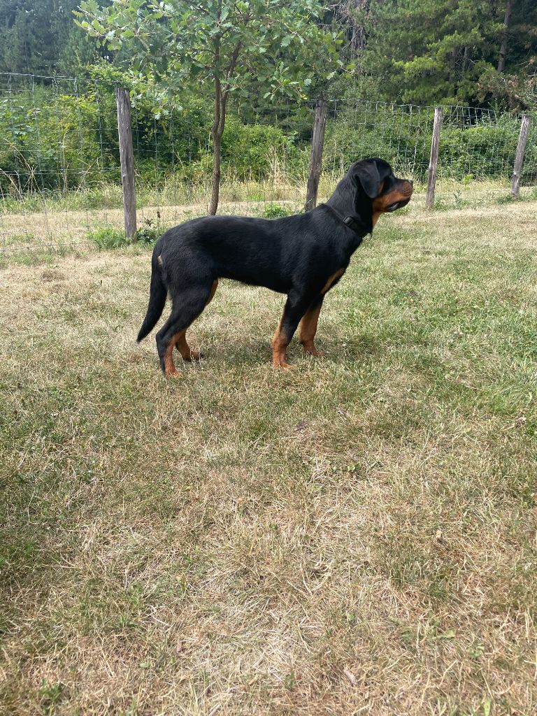 Des Gardiens D'Arae Flaviae - Chiots disponibles - Rottweiler