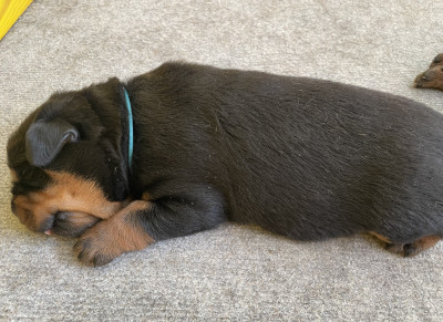 Chiot N°1