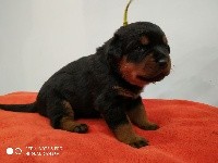 Roxy