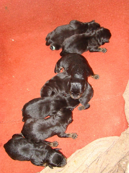 Des Gardiens D'Arae Flaviae - Rottweiler - Portée née le 20/12/2013