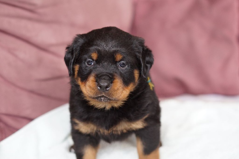 Des Gardiens D'Arae Flaviae - Rottweiler - Portée née le 17/12/2014