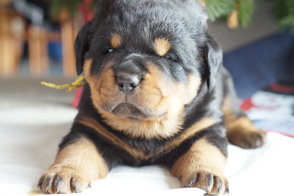 Des Gardiens D'Arae Flaviae - Rottweiler - Portée née le 12/11/2018